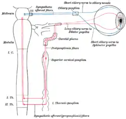 Sympathetic connections of the ciliary and superior cervical ganglia.