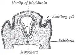 Section through the head of a human embryo, about twelve days old, in the region of the hind-brain.