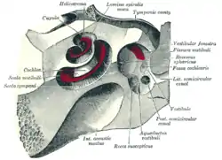 The cochlea and vestibule, viewed from above.