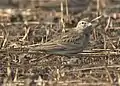 Greater Short-toed Lark