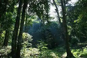 Rainforest in Borneo