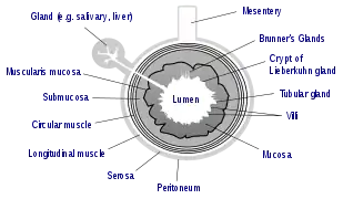 General structure of the gut wall. Brunner's glands are not found in the ileum, but are a distinctive feature of the duodenum.