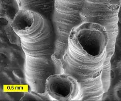 SEM image of a hederelloid from the Devonian of Michigan (largest tube diameter is 0.75 mm)