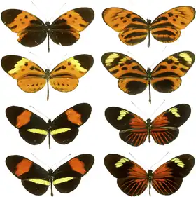 The butterfly genus Heliconius contains many similar species.