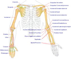 Human arm bones diagram