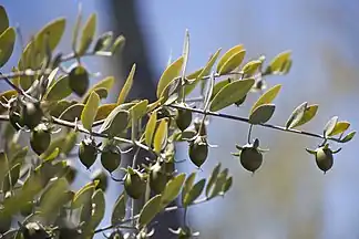 Fruits