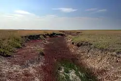 View of a stretch of the Kamyshlov Log in Maryanovsky District, Omsk Oblast