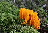 Calocera viscosa