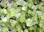 Conocephalum conicum, a large thallose liverwort.