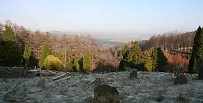 Overgrown graveyard with forest in background