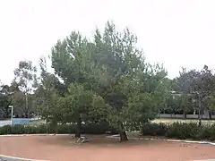 Two Lone Pine seedlings at ADFA (Canberra) - Pinus halepensis