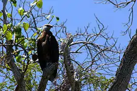 Haliaeetus vociferoides in the Anjajavy Forest