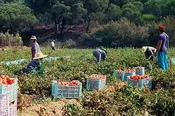 Melides is known for its tomato production