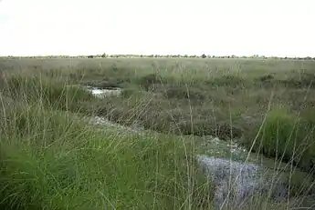 A bog in Ostfriesland