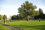 Orissaare stadium oak, the European Tree of the Year 2015.