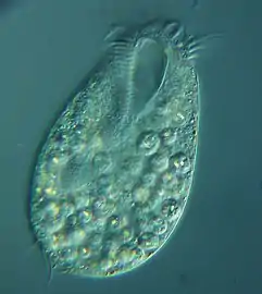 Oxytricha chlorelligera