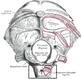 Occipital bone. Outer surface.