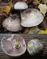 Agaricus moelleri