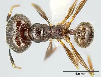 The top view of a "major" worker of P. purpurea, with a scale to distinguish size