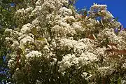 Masses of flowers