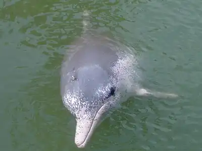 Pacific humpback dolphin