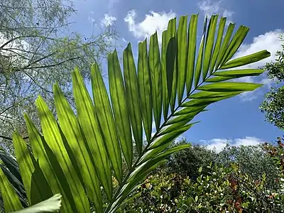 Characteristic blunt leaf tips