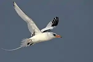 A rare red-billed tropicbird (Phaethon aethereus subsp. indicus) found in small islands of Lakshadweep