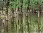 Flooded forest