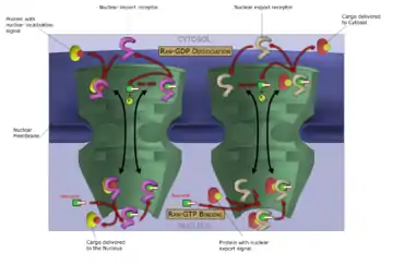 The Ran-GTP cycle