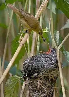 Small brown bird places an insect in the bill of much larger grey bird in nest