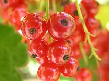 Red currants