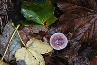 Mycena diosma