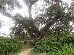 Forest near Palia Kalan, Lakhimpur Kheri, UP.