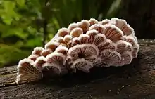 Schizophyllum commune