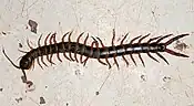 Centipede: many legs,one pair per segment