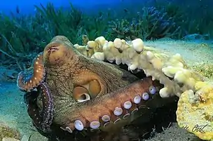 Octopus