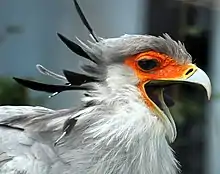 a grey bird with open hooked beak and orange bare face