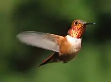 Hovering hummingbird