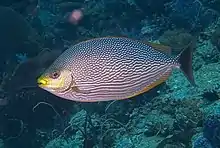 The dorsal, pelvic and anal fins of the Rabbitfishes have venomous spines, capable of inflicting painful wounds.