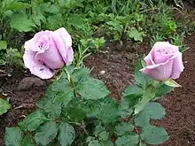 Floribunda Hybrid Tea 'Angel Face' (Swim & Weeks, 1968)