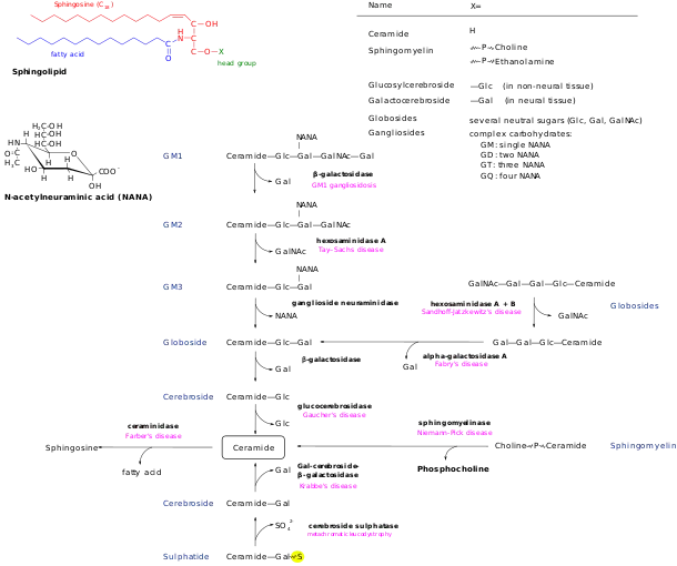 Sphingolipidoses