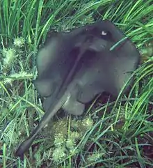 Stingray in seagrass