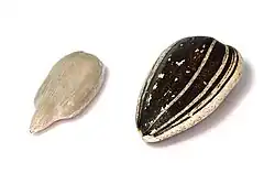 Seed dehulled (left) and with hull (right)