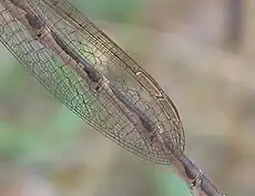 Pterostigma from both wings can be seen