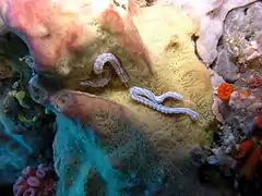 Synaptula lamperti lives on sponges (here in Indonesia).