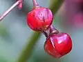 Closeup of fruits