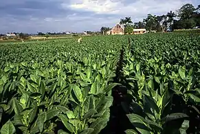 Tobacco plantation