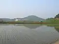 Ujeong-eup Town Hall seen from across rice fields