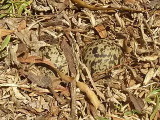 Clutch covered with plant debris in a garden