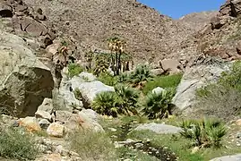 W. filifera trees and fronds in Anza-Borrego Desert State Park